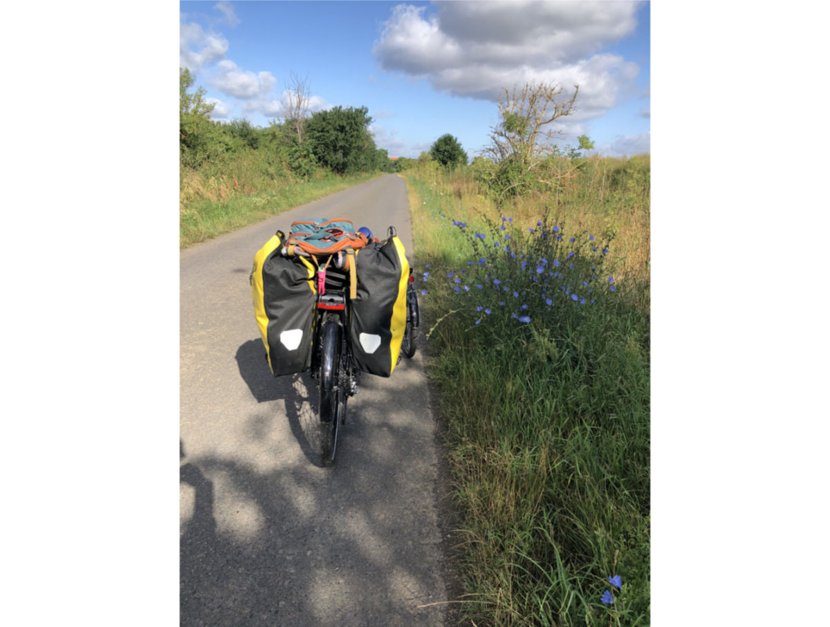 Radweg mit Wegwarte